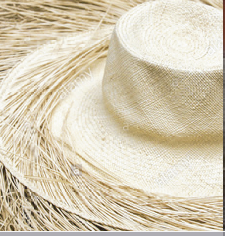 Frayed Body - Panama Hats Producer and Worldwide Distributor